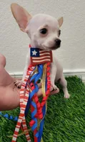 LIL JERRY , a male Chihuahua for sale in Dallas, TX – 2 of 4