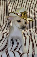 LUCKY, a male Chihuahua for sale in Dallas, TX – 2 of 7