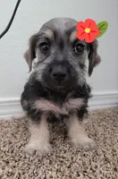 Molly, a female Miniature Schnauzer for sale in Dallas, TX – Photo 2 of 2