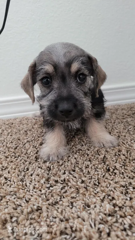Molly, a female Miniature Schnauzer for sale in Dallas, TX – Photo 1 of 2