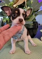 LUCAS, a male Chihuahua for sale in Dallas, TX – 2 of 4