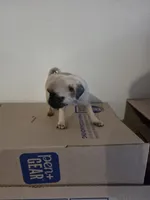 CHARLIE , a male Pug for sale in Dallas, TX – 2 of 4