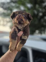 LONGCOAT ZELDA, a female Chihuahua for sale in Dallas, TX – 6 of 10