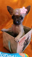 TEACUP DEBBY ( DELIVERY AVAILABLE), a female Chihuahua for sale in Fontana, CA – 4 of 4
