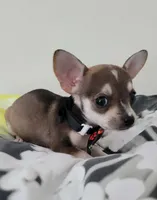 TEACUP JERRY, a male Chihuahua for sale in Dallas, TX – 2 of 8