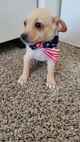 PACO, a male Chihuahua for sale in Dallas, TX – 4 of 4