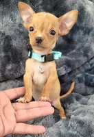 RABITO, a male Chihuahua for sale in Fontana, CA – 2 of 6