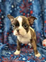 MUÑECO, a male Boston Terrier for sale in Dallas, TX – 2 of 7