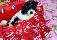 ROSY, a female Poodle - Toy  for sale in Dallas, TX – 1 of 2