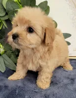 Max , a male Maltipoo for sale in Garland, TX – 4 of 5