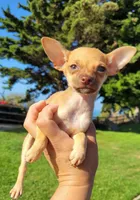 LIL TEACUP RED , a male Chihuahua for sale in Covina, CA – 8 of 8