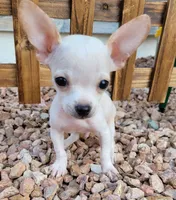 LIL JERRY , a male Chihuahua for sale in Bakersfield, CA – 6 of 10