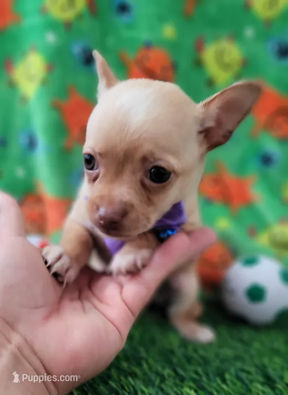 RITA – Chihuahua puppy for sale in Dallas, TX