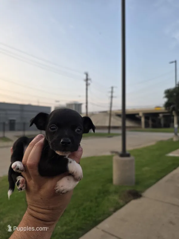 TEACUP LUCKY – Chihuahua puppy for sale in Dallas, TX