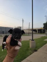 TEACUP LUCKY, a male Chihuahua for sale in Dallas, TX – Photo 1 of 10