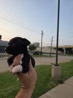 TEACUP LUCKY, a male Chihuahua for sale in Dallas, TX – Photo 2 of 10