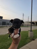 TEACUP LUCKY, a male Chihuahua for sale in Dallas, TX – Photo 5 of 10