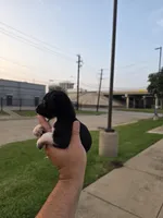 TEACUP LUCKY, a male Chihuahua for sale in Dallas, TX – Photo 3 of 10