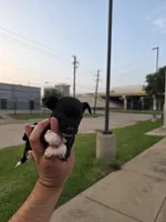 TEACUP LUCKY, a male Chihuahua for sale in Dallas, TX – Photo 4 of 10