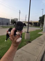 TEACUP LUCKY, a male Chihuahua for sale in Dallas, TX – Photo 9 of 10