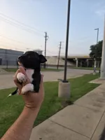 TEACUP LUCKY, a male Chihuahua for sale in Dallas, TX – Photo 7 of 10