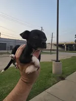 TEACUP LUCKY, a male Chihuahua for sale in Dallas, TX – Photo 6 of 10