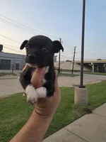TEACUP LUCKY, a male Chihuahua for sale in Dallas, TX – Photo 8 of 10