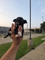 TEACUP LUCKY, a male Chihuahua for sale in Dallas, TX – Photo 10 of 10