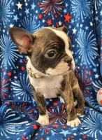 MUÑECO, a male Boston Terrier for sale in Dallas, TX – 7 of 7