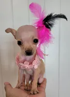 LIL TEACUP MAGGIE, a female Chihuahua for sale in Dallas, TX – 3 of 7