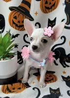 TEACUP PAM , a female Chihuahua for sale in Fontana, CA – 2 of 5