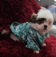 COCO , a male Shih Tzu for sale in Dallas, TX – 5 of 7