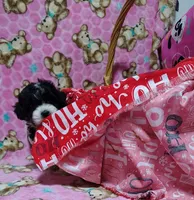 Molly, a female Poodle - Toy  for sale in Dallas, TX – 2 of 2