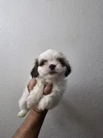 SHIH TZU MALE 1, a male Shih Tzu for sale in Fontana, CA – 6 of 7