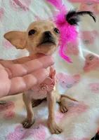 LIL TEACUP MAGGIE, a female Chihuahua for sale in Dallas, TX – 4 of 7