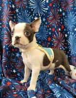 MUÑECO, a male Boston Terrier for sale in Dallas, TX – 2 of 7
