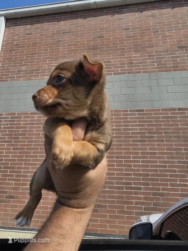 Winston – Chihuahua puppy for sale in Dallas, TX