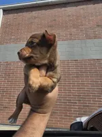 Winston, a male Chihuahua for sale in Dallas, TX – 1 of 4