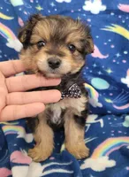 Benji, a male Pomapoo and Yorkipoo for sale in Dallas, TX – 6 of 8