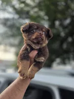 LONGCOAT ZELDA, a female Chihuahua for sale in Dallas, TX – 9 of 10