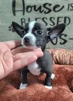 LIL TINY MAX, a male Chihuahua for sale in Santa Barbara, CA – 2 of 4