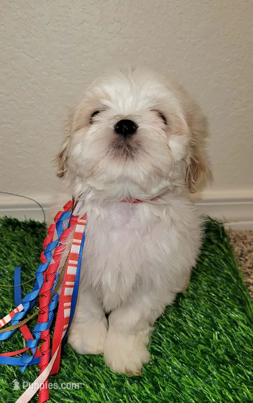 Max  – Shih Tzu puppy for sale in Dallas, TX