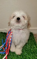 Max , a male Shih Tzu for sale in Dallas, TX – 1 of 4