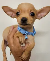 LIL SMILEY, a male Chihuahua for sale in Fontana, CA – 3 of 5
