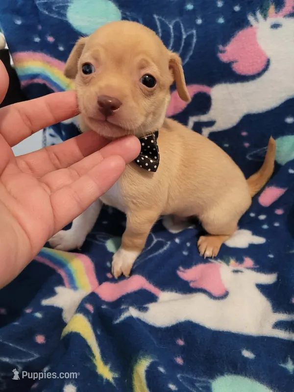 PAQUITO  – Chihuahua puppy for sale in Dallas, TX