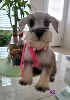 LADY, a female Miniature Schnauzer for sale in Fontana, CA – 3 of 5