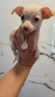 LIL TEACUP GUERA, a female Chihuahua for sale in Fontana, CA – 2 of 5