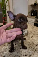 Lil TEACUP SAMMY, a male Chihuahua for sale in Moreno Valley, CA – 5 of 7