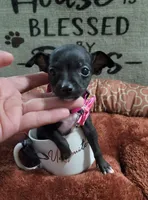 LIL TEACUP ZELDA , a female Chihuahua for sale in Santa Barbara, CA – 4 of 5