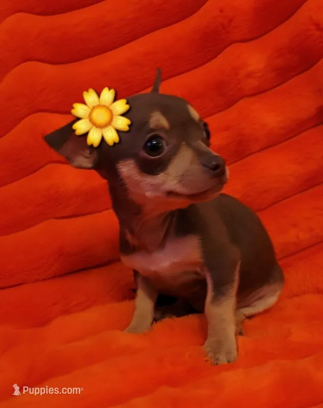 Zelda, a female Chihuahua for sale in Garland, TX – Photo 1 of 3